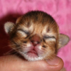 kitten